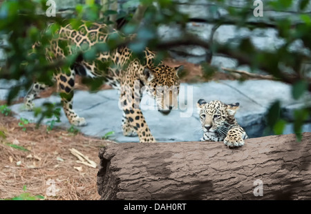 Jaguar madre e cub Foto Stock