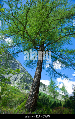 Larice comune, EUROPEE Larice (Larix decidua, Larix europaea), larice unico nel paesaggio di montagna Foto Stock