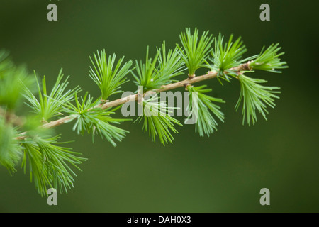 Larice comune, EUROPEE Larice (Larix decidua, Larix europaea), ramoscello con breve germogli, Germania Foto Stock