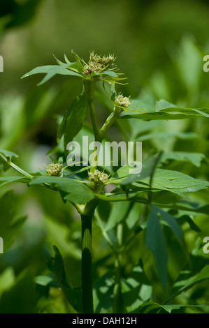 Giardino levistico, vescica seme (Levisticum officinale), in bud Foto Stock