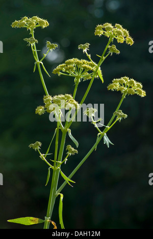 Giardino levistico, vescica seme (Levisticum officinale), fioritura Foto Stock