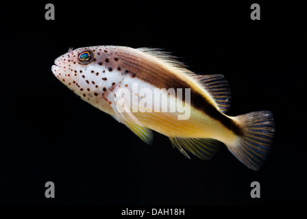 Freckled hawkfish, Forster's hawkfish, blackside hawkfish (Paracirrhites forsteri), nuoto Foto Stock