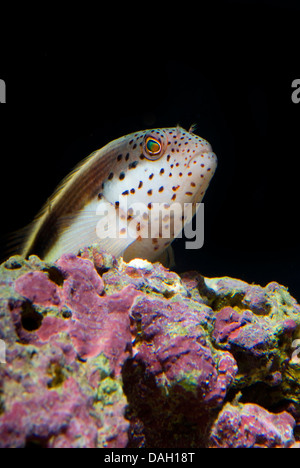 Freckled hawkfish, Forster's hawkfish, blackside hawkfish (Paracirrhites forsteri), ritratto Foto Stock
