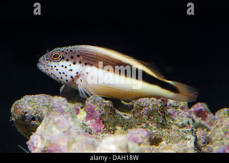 Freckled hawkfish, Forster's hawkfish, blackside hawkfish (Paracirrhites forsteri), nuoto Foto Stock