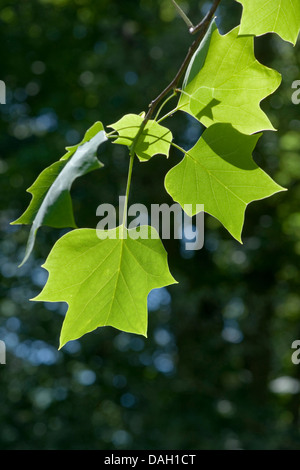 Tulip tree (Liriodendron Tulipifera), le foglie di un rametto Foto Stock