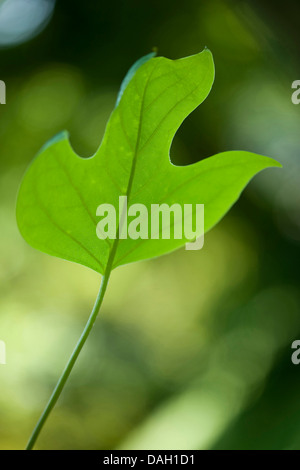 Tulip tree (Liriodendron Tulipifera), leaf Foto Stock