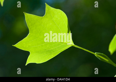 Tulip tree (Liriodendron Tulipifera), foglia in controluce Foto Stock