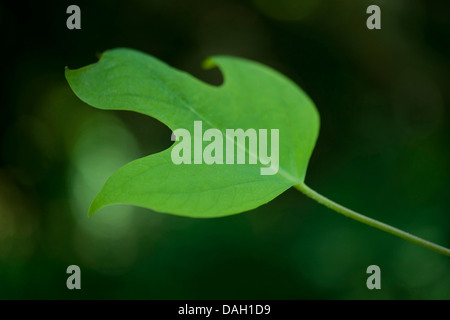 Tulip tree (Liriodendron Tulipifera), leaf Foto Stock