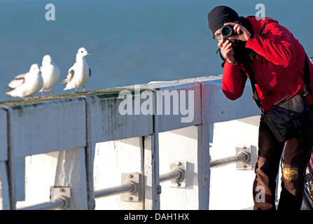 Northern fulmar (Fulmarus glacialis), fotografo e procellarie al Mare del Nord, Belgio, Nieuwpoort Foto Stock