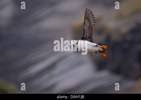 Puffin con cicerelli in volo Foto Stock