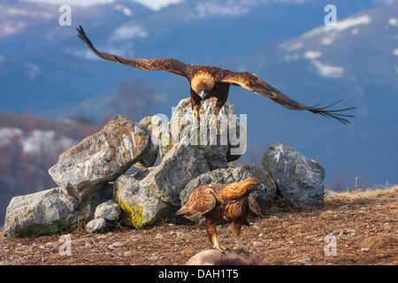 Aquila reale (Aquila chrysaetos), una golden eagle a partire da una roccia, un altro seduto a terra e di alimentazione, Bulgaria, Sredna Gora, Sliven Foto Stock