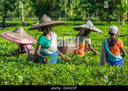 Le donne il raccolto il secondo filo di foglie di tè in una piantagione di Jorhat, Assam, India. Foto Stock