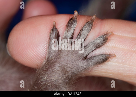 Procione comune (Procione lotor), zampata di orfani di un giovane animale su un dito, Germania Foto Stock