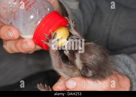 Procione comune (Procione lotor), giovani orfani degli animali di allevamento è da una ragazza con latte speciale, Germania Foto Stock