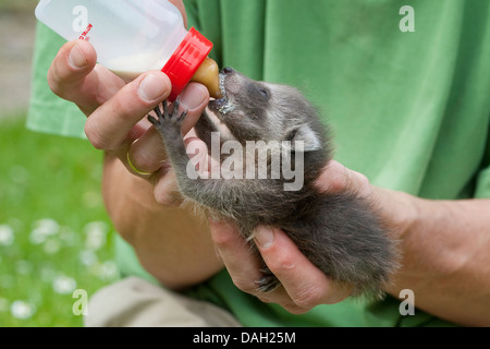 Procione comune (Procione lotor), giovani orfani degli animali di allevamento è da un ragazzo con latte speciale, Germania Foto Stock