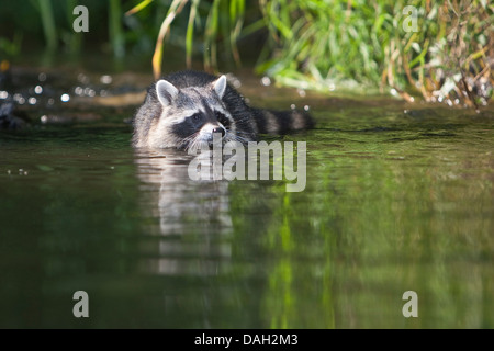 Procione comune (Procione lotor), sei mesi maschio in acque poco profonde di un ruscello, Germania Foto Stock