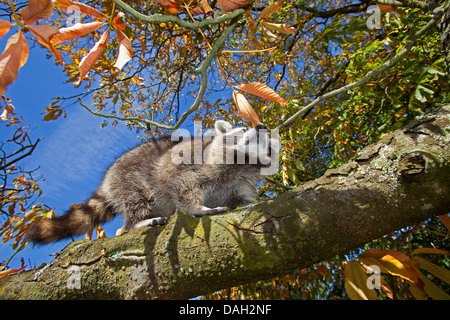Procione comune (Procione lotor), sei mesi arrampicata maschio in un albero, Germania Foto Stock