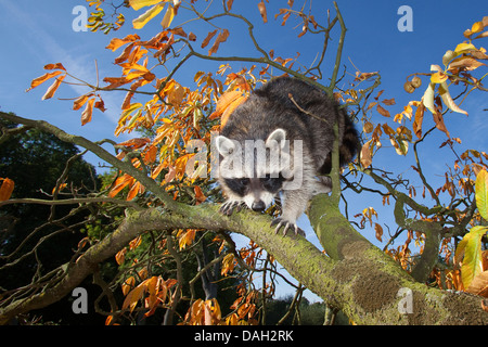Procione comune (Procione lotor), sei mesi arrampicata maschio in un albero, Germania Foto Stock