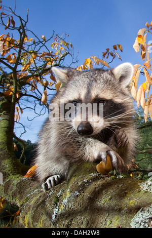 Procione comune (Procione lotor), sei mesi seduta maschio in un albero di castagno si sta cercando di aprire un frutto, Germania Foto Stock