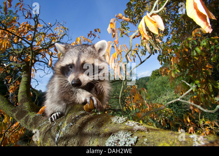 Procione comune (Procione lotor), sei mese oldmale arrampicata su un albero, Germania Foto Stock