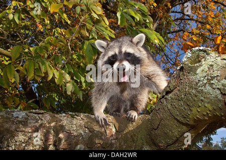 Procione comune (Procione lotor), sei mesi arrampicata maschio su un albero, Germania Foto Stock