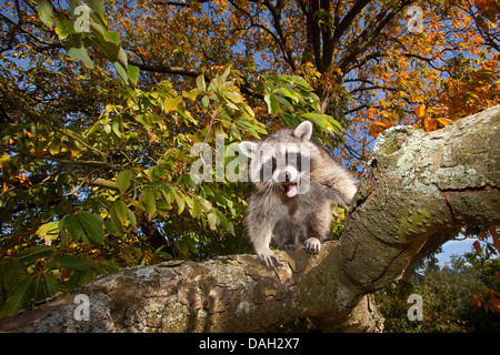 Procione comune (Procione lotor), sei mesi arrampicata maschio su un albero, Germania Foto Stock