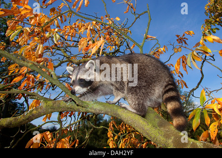 Procione comune (Procione lotor), sei mesi arrampicata maschio su un albero, Germania Foto Stock