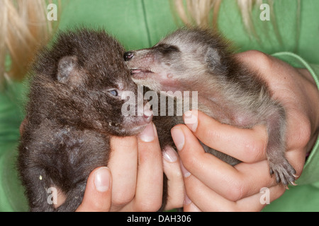 Procione comune (Procione lotor), orphelin cucciolo essendo sollevata in carica umana insieme con un cane procione cucciolo (Nyctereutes procyonoides), Germania Foto Stock