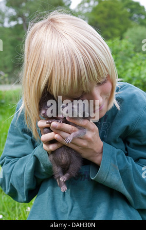 Procione comune (Procione lotor), ragazzo con orphelin cucciolo e un cane procione cucciolo (Nyctereutes procyonoides) in mani che vengono sollevati insieme in carica umana, Germania Foto Stock