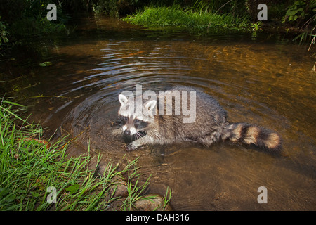 Procione comune (Procione lotor), sei mesi di balneazione maschio, Germania Foto Stock