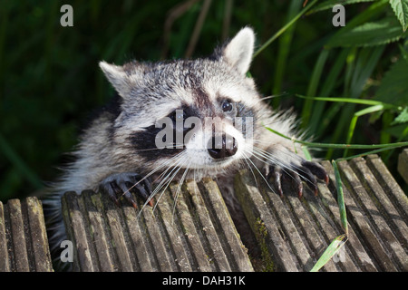 Procione comune (Procione lotor), sei mesi maschio salendo su un molo, Germania Foto Stock