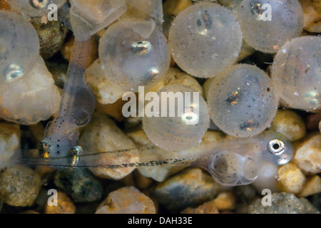 Whitefishes, lago whitefishes (Coregonus spec.), uova con gli occhi già chiaro a vedere e larve Foto Stock