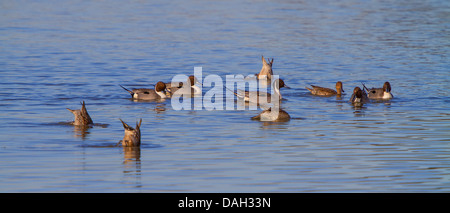 Northern pintail (Anas acuta), piccolo gruppo ricerca il cibo in acqua, in Germania, in Baviera, il Lago Chiemsee Foto Stock