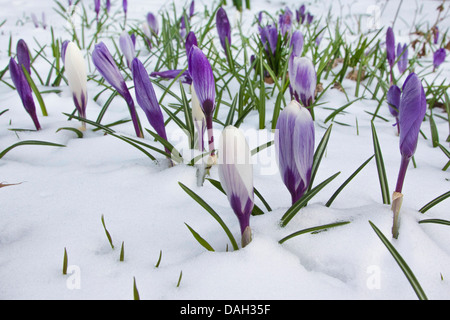 Crocus olandese, molla crocus (crocus vernus, Crocus neapolitanus), che fiorisce in neve, Germania Foto Stock