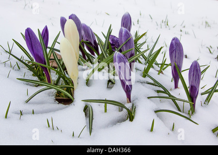 Crocus olandese, molla crocus (crocus vernus, Crocus neapolitanus), che fiorisce in neve, Germania Foto Stock