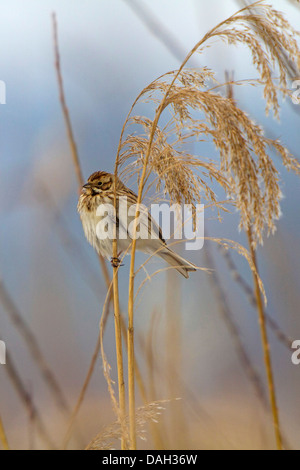 Reed bunting (Emberiza schoeniclus), femmina seduto sulla canna, in Germania, in Baviera, il Lago Chiemsee Foto Stock