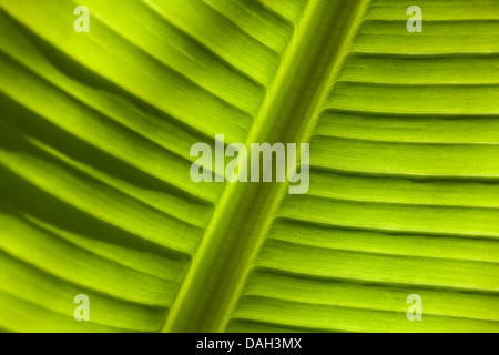 Banana comune (Musa paradisiaca var. sapientum), il dettaglio di una foglia di banano Foto Stock