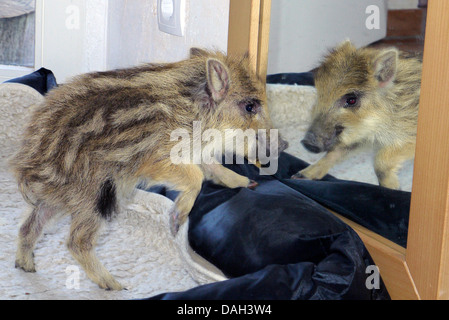 Il cinghiale, maiale, il cinghiale (Sus scrofa), orfano di tame runt che vivono in una casa e guardando in uno specchio, Germania Foto Stock