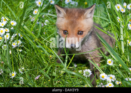 Red Fox (Vulpes vulpes vulpes), cucciolo seduto in un prato, Germania Foto Stock