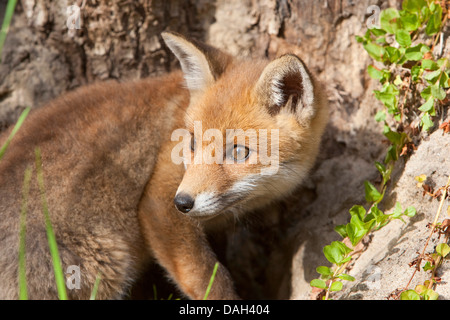 Red Fox (Vulpes vulpes vulpes), cucciolo sul terreno sabbioso terreno, Germania Foto Stock