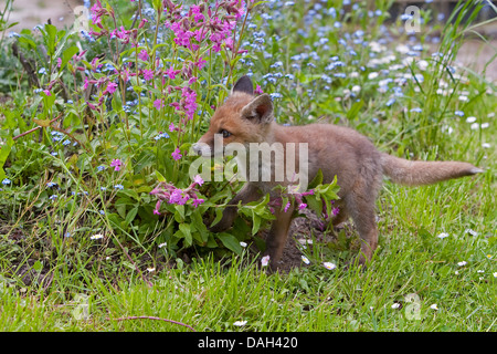 Red Fox (Vulpes vulpes vulpes), bambini orfani essendo upbrought a mano sta giocando nel giardino di un letto di fiori, Germania Foto Stock