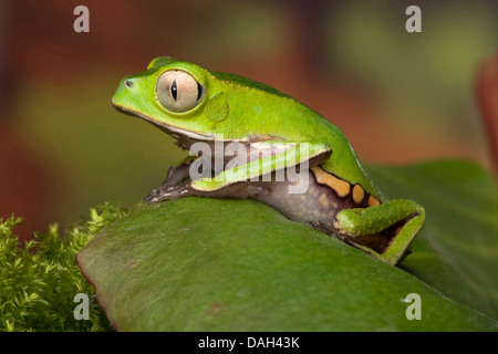 Bianco-rivestita in foglia (rana Phyllomedusa vaillantii), su una foglia Foto Stock