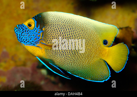 Giallo-di fronte angelfish, blu-face angelfish, yellowface angelfish (Pomacanthus xanthometopon), nuoto Foto Stock