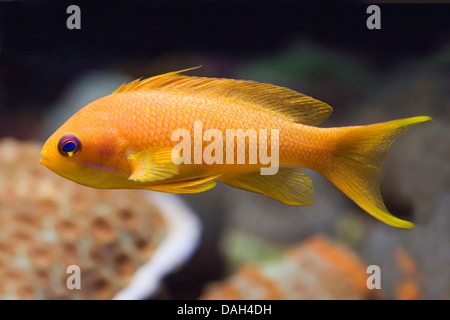 Orange pesce persico, mare goldie, Lyretail coralfish, Lyretail anthias, Harem bandiera Basslet (Anthias squamipinnis, Pseudanthias squamipinnis), nuoto Foto Stock