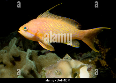 Orange pesce persico, mare goldie, Lyretail coralfish, Lyretail anthias, Harem bandiera Basslet (Anthias squamipinnis, Pseudanthias squamipinnis), nuoto Foto Stock