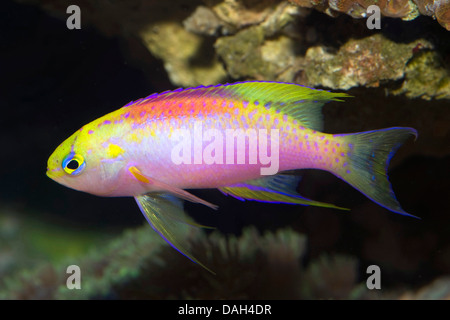 Hawaiian fairy basslet (Pseudanthias ventralis hawaiiensis), nuoto Foto Stock