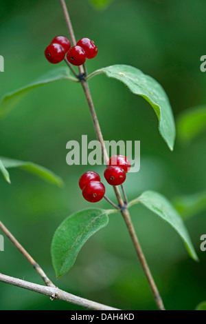 Unione fly (caprifoglio Lonicera xylosteum), il ramo con frutti, Germania Foto Stock