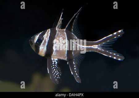 Banggai pesci cardinale (Pterapogon kauderni), nuoto Foto Stock