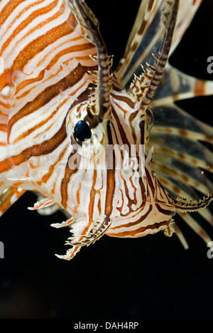Red firefish, pesci leone, devil firefish, fireworkfish, leone rosso (pterois volitans), ritratto Foto Stock