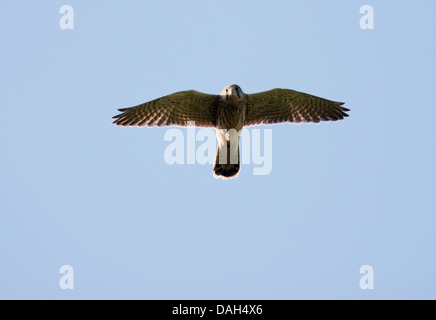 Wild capretti il gheppio, il Falco tinnunculus in volo Foto Stock